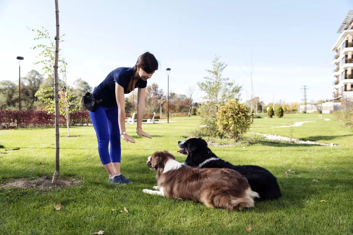 Dog trainer training two dogs