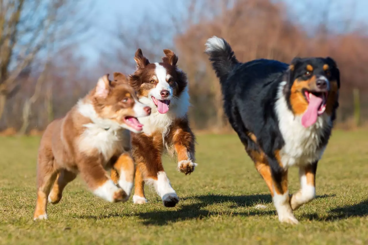 Starting a Dog Boarding Business? What You Should Know