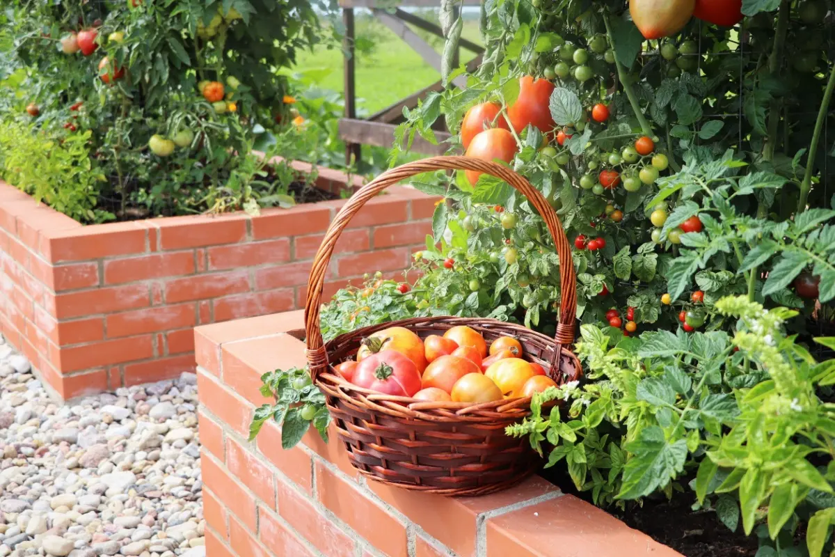 Backyard with edible plants