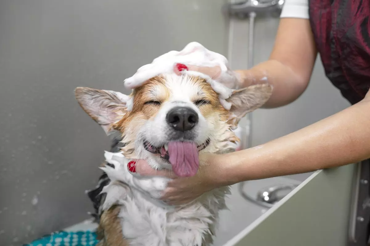 Groomer bathing dog with tongue out