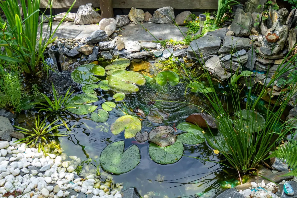 Natural pond in backyard