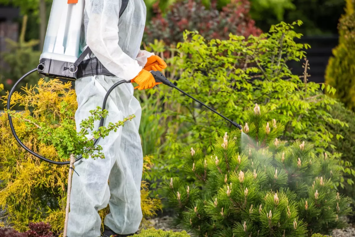 Pest control technician spraying yard