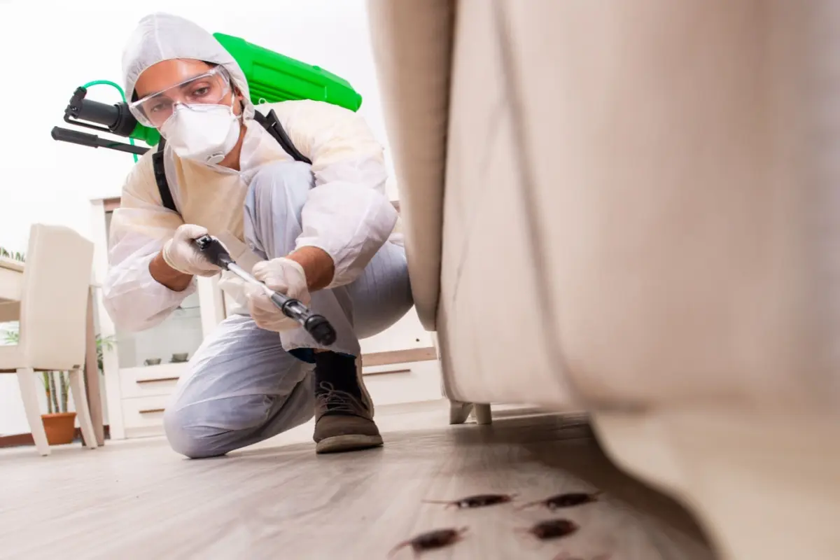 Pest control team member spraying under couch