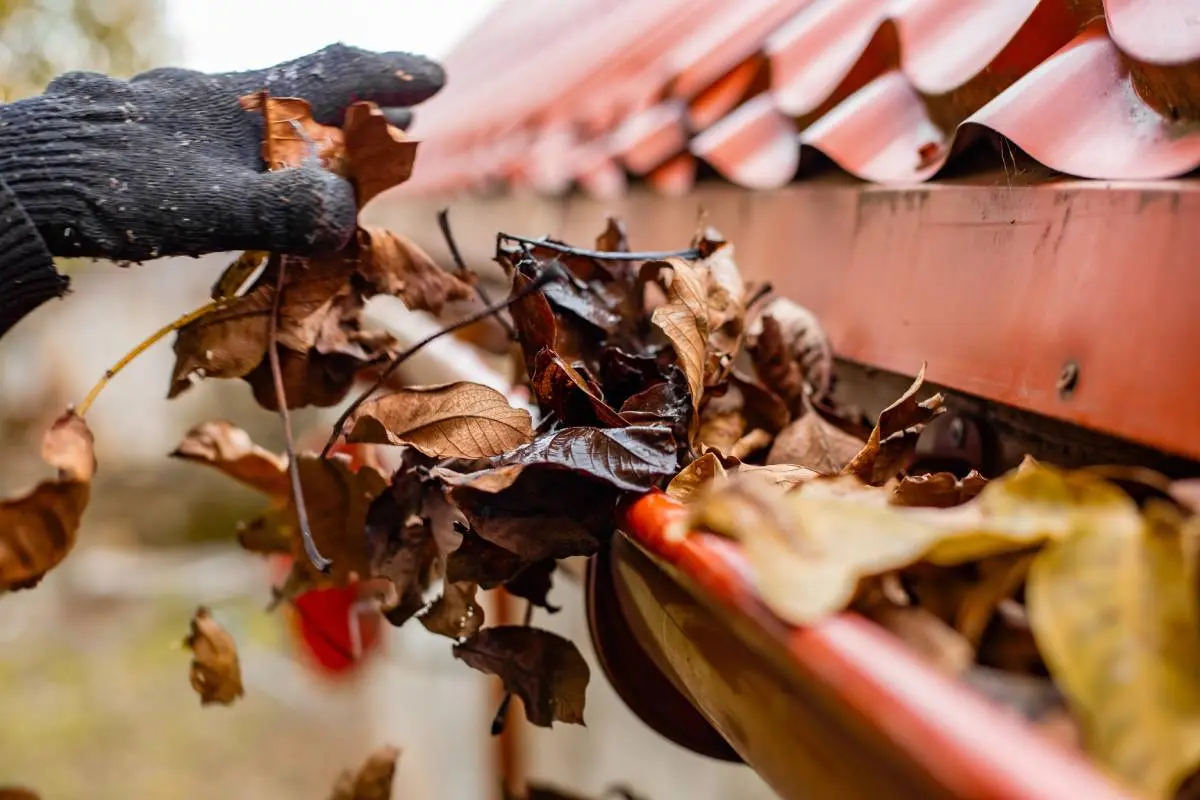 a gloved hand of a roofing contractor cleaning leaves from a gutter during the seasonal fall months